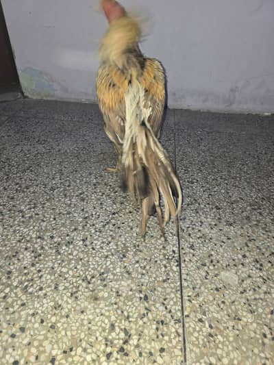 03214488195 contact for details.