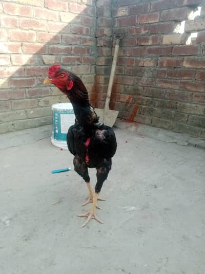 aseel murga / lakha murga/ long hight murga