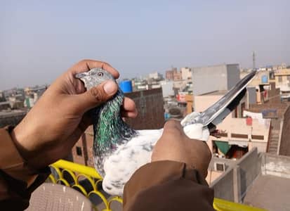 Breeders Pair and High Quality Males for sale