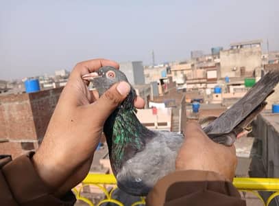 Breeders Pair and High Quality Males for sale