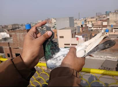 Breeders Pair and High Quality Males and Female for sale