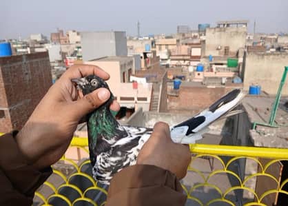 High Quality Birds for sell