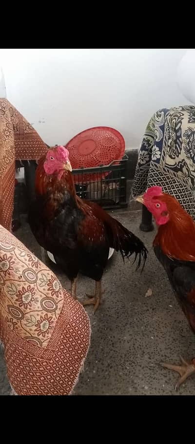 minyawali breed . . fresh pathay