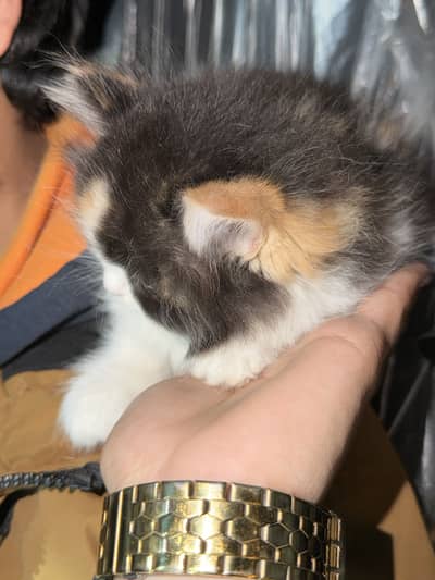 Calico kitten for sale