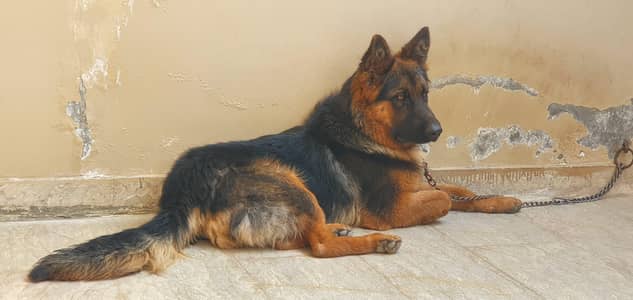 Pure Long Coat German Shepherd Black Mask male available for sale