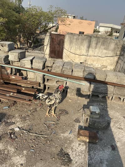 2 murga kana kea ha video b majood ha whatpps num 03180056849