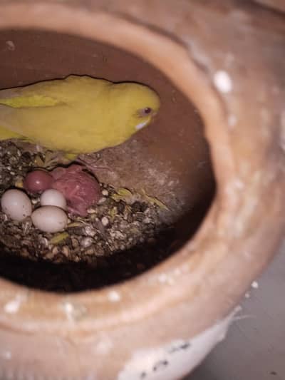 Australia parrot for sale . Healthy and active . w. no 03008351016