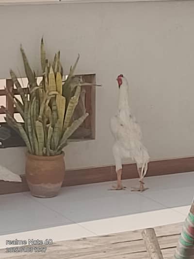 king size white o shamo & eggs available