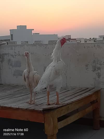 king size white o shamo & eggs available