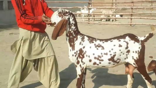 Makkah Chini Bakri Our 2 Bacchon Ka Sath Urgent for sale _03147608930