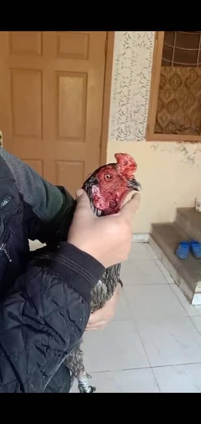 pure burmi Breeder murga 4sale