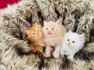 Persian kitten Cash On Delivey WhatsApp number 03263667129