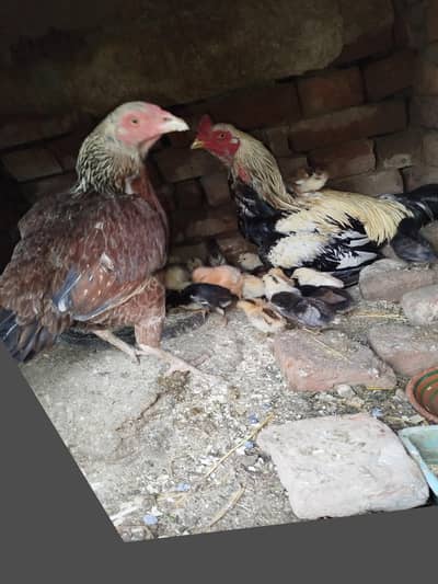 original aseel chicks available