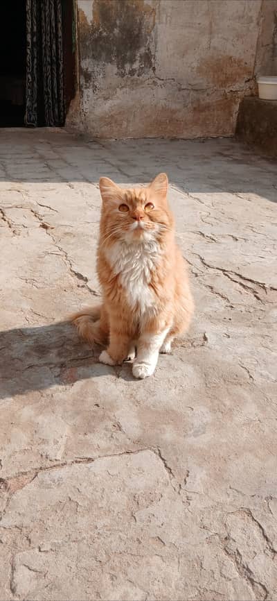 Breeder female persian cat for sale