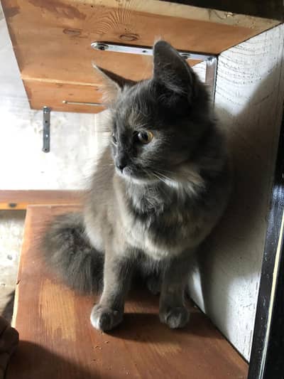 Persian Female cat