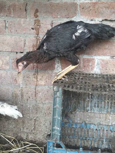 aseel murgi for sale