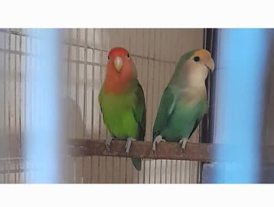 Lovebirds pairs for sale