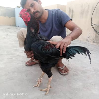 PURE| ASEEL |THAI |PARROT BEAK