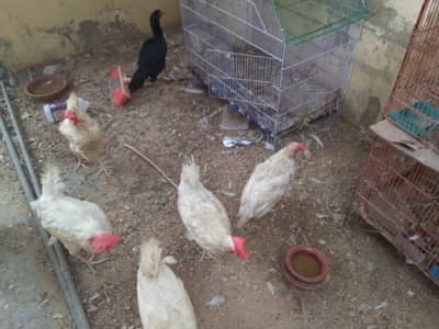 White Layers eggs laying hens