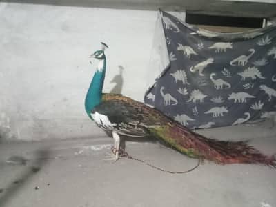 Beautiful Healthy Adult Black Shoulder Peacock for Sale