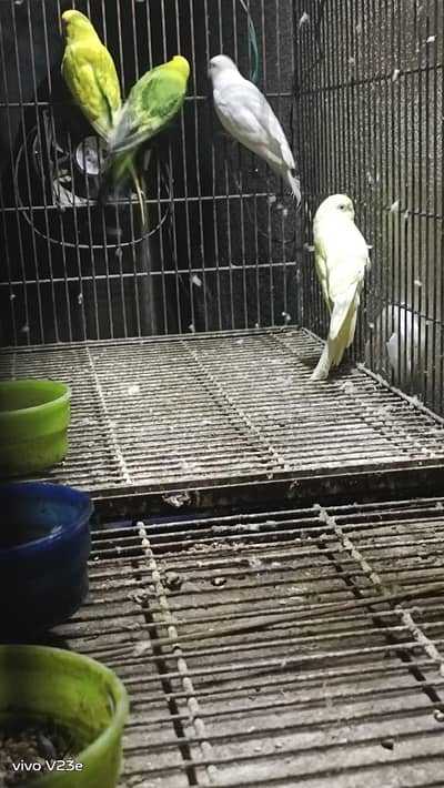 Breader pair 2 jora ha