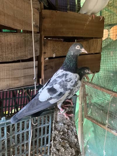 Royal Teddy, sialkoti 35 walay resulted pair or pathay