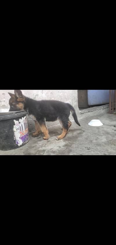 female pup gsdcp blood line good quality