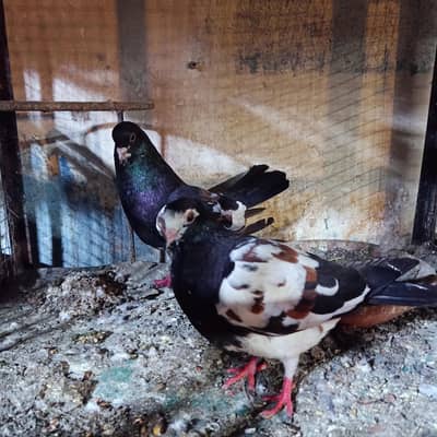 Guldar Sherazi khal chap Breeder pair For Sale