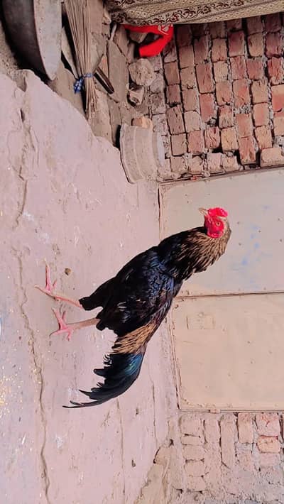 mianwali ka murga ha session ka lia ready ha bilkul low price ha