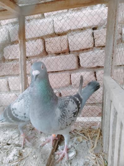 top quality breeder pair