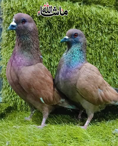 Gandy Darr Breder pair For Sale