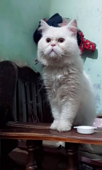 extreme punch face male