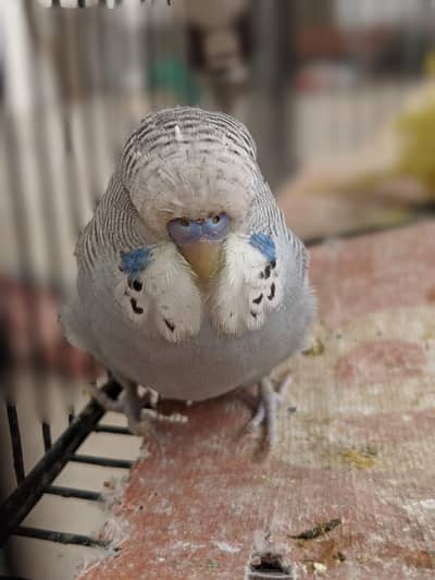 exhibition and hogoromo