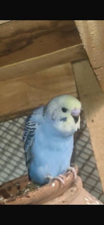 quality birds unique colour pathay