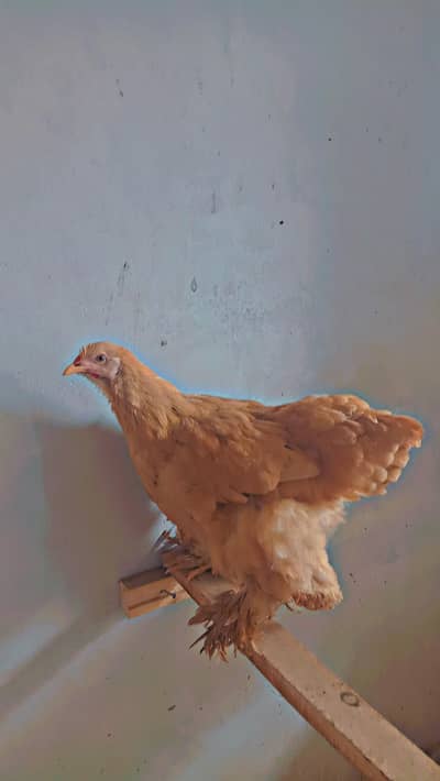 Heavy Fancy Golden Buff