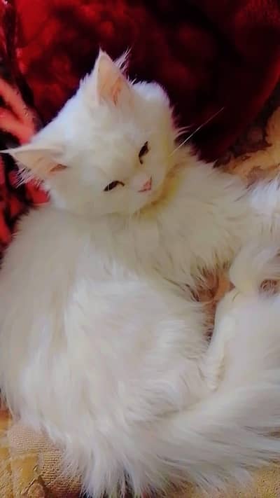 White Persian male cat