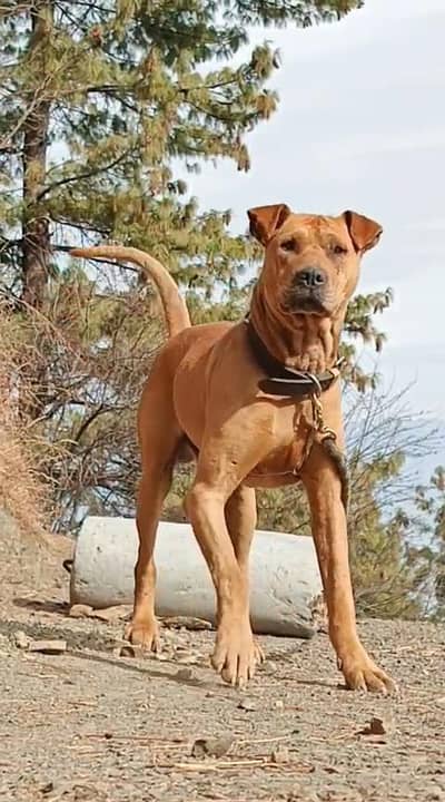 bully gultair Dog forsale