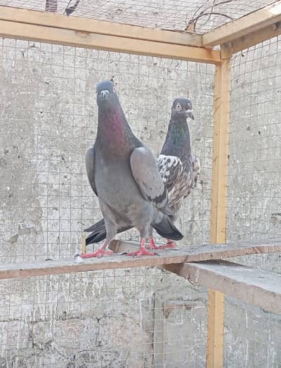 kamgar male rampuri female resulted