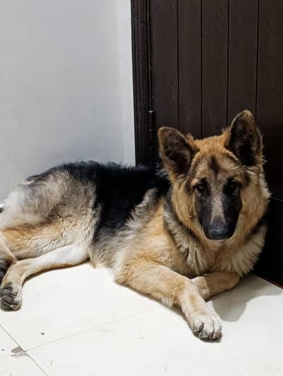 High Quality German Shepherd