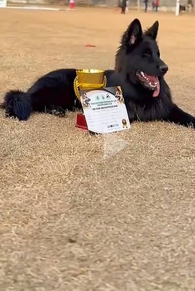 German shepherd puppies