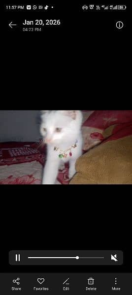 urgent sell Irani cat  male