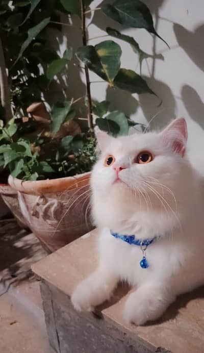 persion cat pair  fully friendly