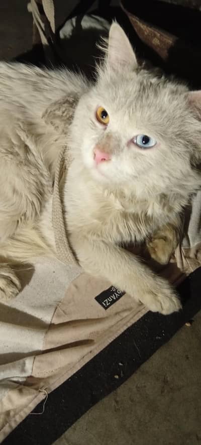 Persian cat Hain male ha for sale