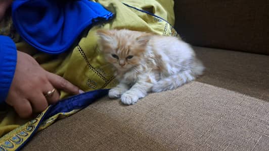persian kittens for sale