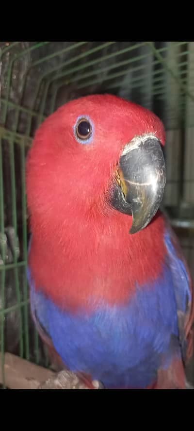 Grand Eclectus breeder Female