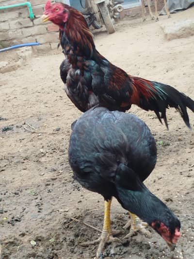 aseel chicks available