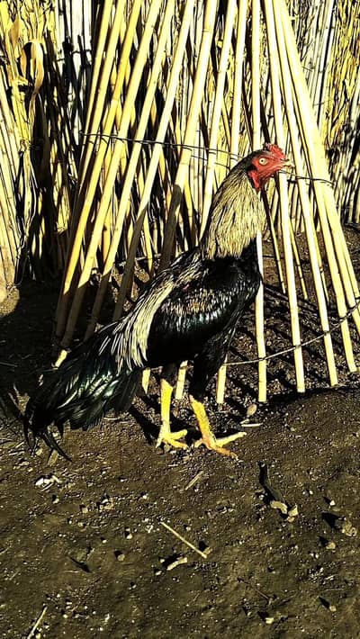 Aseel sawa jawa patha (Murgha) for sale