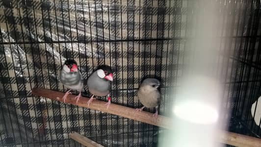 gray java pair with chiicks