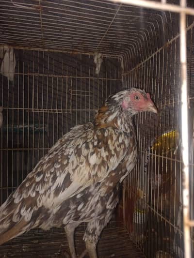 Breeder Aseel Mianwali murgi for in lahore