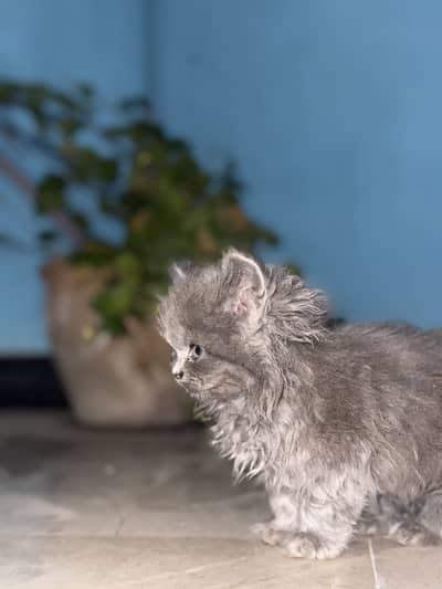 persian cat punch face